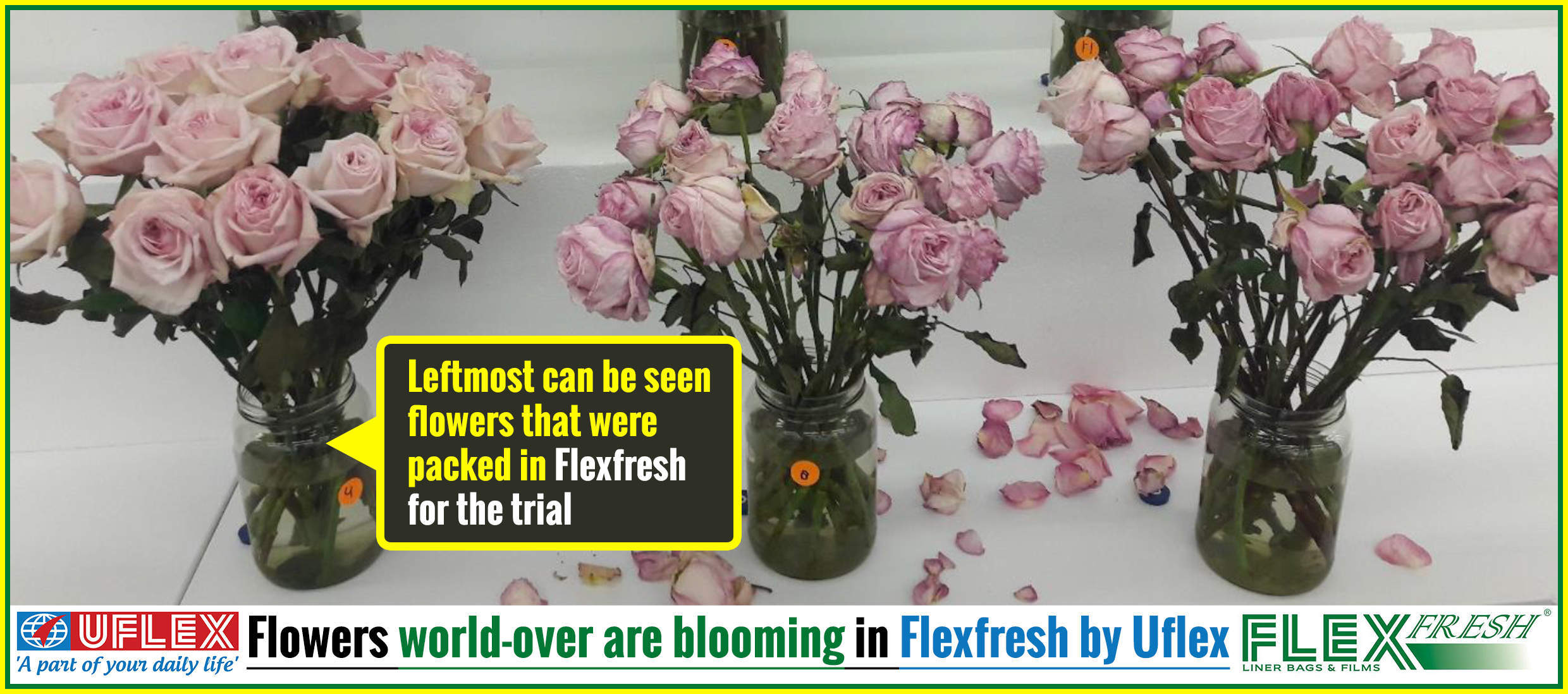 India’s Uflex develops Flexfresh film for flower companies