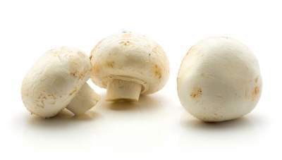 InventHelp inventors develop Oyster Mushroom