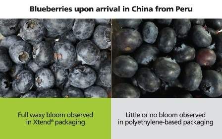 StePac develops polyamide-based packaging technology for blueberries