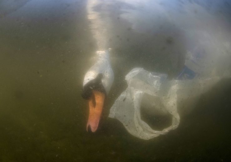 Mute Swan and Plastic Bag in UK
