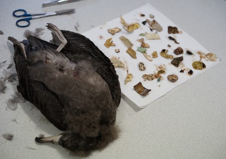 The team studied the plastic intake of shearwater birds (Credit Twitter, @IMASUTAS)