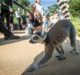 IBM testing AI solution to improve recycling at Marwell Zoo