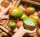 Spar Austria launches laser-labelled organic mangoes