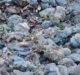 LyondellBasell to build molecular plastic recycling facility in Italy