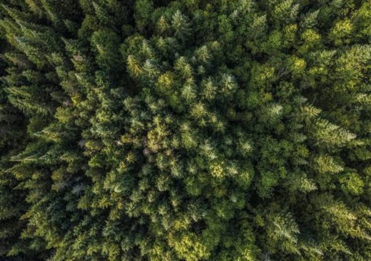 Aerial View of Boreal Nature Forest in Summer