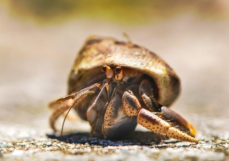 More than half a million hermit crabs killed by plastic on Indian Ocean islands, says research