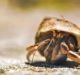 More than half a million hermit crabs killed by plastic on Indian Ocean islands, says research