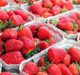 North American berry growers commit to use recycle-ready packaging