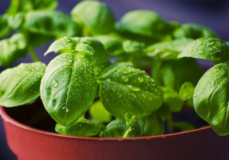 Aldi Ireland selects recyclable and compostable packaging for own-label herbs