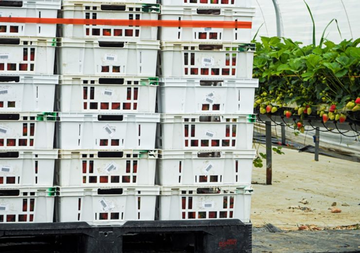 One-plastic-pallet-loaded-with-trays-of-strawberries