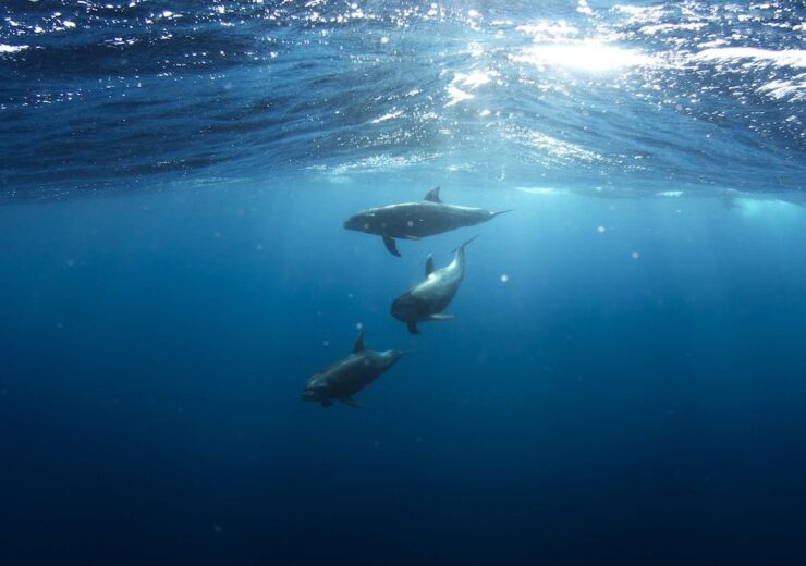 dolphins-918752_1920