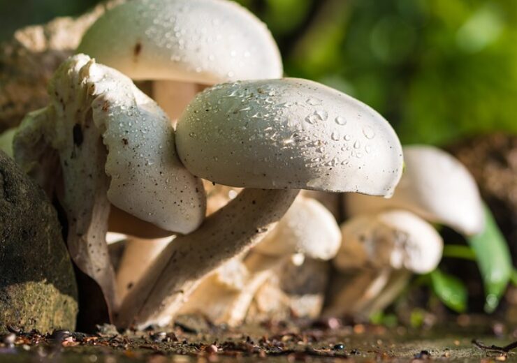 MMC begins large-scale production of mushroom-based packaging