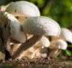 MMC begins large-scale production of mushroom-based packaging